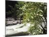 Pacific Dogwood Tree, Merced River, Yosemite National Park, California, USA-Adam Jones-Mounted Photographic Print