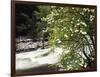 Pacific Dogwood Tree, Merced River, Yosemite National Park, California, USA-Adam Jones-Framed Photographic Print