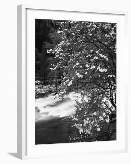 Pacific Dogwood Tree, Merced River, Yosemite National Park, California, USA-Adam Jones-Framed Premium Photographic Print