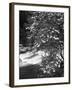 Pacific Dogwood Tree, Merced River, Yosemite National Park, California, USA-Adam Jones-Framed Premium Photographic Print