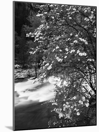 Pacific Dogwood Tree, Merced River, Yosemite National Park, California, USA-Adam Jones-Mounted Photographic Print