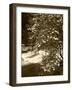 Pacific Dogwood Tree, Merced River, Yosemite National Park, California, USA-Adam Jones-Framed Photographic Print