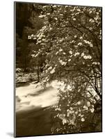 Pacific Dogwood Tree, Merced River, Yosemite National Park, California, USA-Adam Jones-Mounted Photographic Print