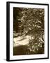 Pacific Dogwood Tree, Merced River, Yosemite National Park, California, USA-Adam Jones-Framed Photographic Print