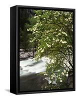 Pacific Dogwood Tree, Merced River, Yosemite National Park, California, USA-Adam Jones-Framed Stretched Canvas