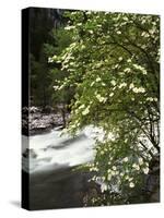 Pacific Dogwood Tree, Merced River, Yosemite National Park, California, USA-Adam Jones-Stretched Canvas