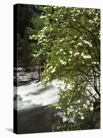 Pacific Dogwood Tree, Merced River, Yosemite National Park, California, USA-Adam Jones-Stretched Canvas