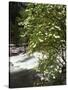 Pacific Dogwood Tree, Merced River, Yosemite National Park, California, USA-Adam Jones-Stretched Canvas