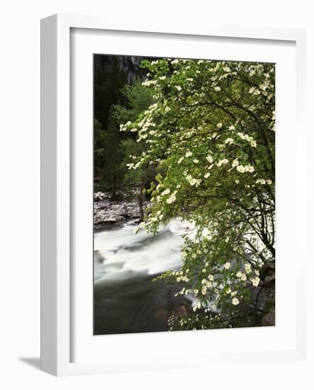 Pacific Dogwood Tree, Merced River, Yosemite National Park, California, USA-Adam Jones-Framed Photographic Print