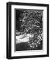 Pacific Dogwood Tree, Merced River, Yosemite National Park, California, USA-Adam Jones-Framed Photographic Print