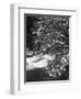 Pacific Dogwood Tree, Merced River, Yosemite National Park, California, USA-Adam Jones-Framed Photographic Print