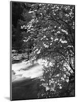 Pacific Dogwood Tree, Merced River, Yosemite National Park, California, USA-Adam Jones-Mounted Photographic Print