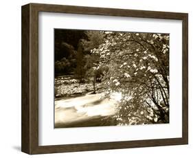 Pacific Dogwood Tree, Merced River, Yosemite National Park, California, USA-Adam Jones-Framed Photographic Print