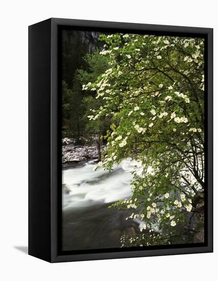 Pacific Dogwood Tree, Merced River, Yosemite National Park, California, USA-Adam Jones-Framed Stretched Canvas