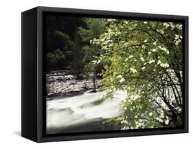 Pacific Dogwood Tree, Merced River, Yosemite National Park, California, USA-Adam Jones-Framed Stretched Canvas