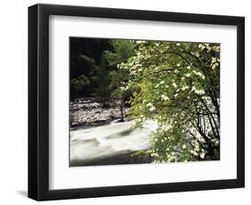 Pacific Dogwood Tree, Merced River, Yosemite National Park, California, USA-Adam Jones-Framed Photographic Print