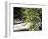 Pacific Dogwood Tree, Merced River, Yosemite National Park, California, USA-Adam Jones-Framed Photographic Print