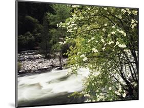 Pacific Dogwood Tree, Merced River, Yosemite National Park, California, USA-Adam Jones-Mounted Photographic Print