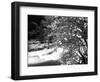 Pacific Dogwood Tree, Merced River, Yosemite National Park, California, USA-Adam Jones-Framed Photographic Print