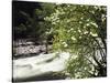 Pacific Dogwood Tree, Merced River, Yosemite National Park, California, USA-Adam Jones-Stretched Canvas