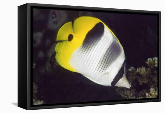 Pacific Double-Saddled Butterflyfish-Hal Beral-Framed Stretched Canvas