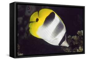 Pacific Double-Saddled Butterflyfish-Hal Beral-Framed Stretched Canvas