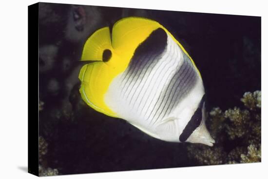 Pacific Double-Saddled Butterflyfish-Hal Beral-Stretched Canvas