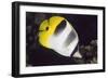 Pacific Double-Saddled Butterflyfish-Hal Beral-Framed Photographic Print