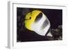 Pacific Double-Saddled Butterflyfish-Hal Beral-Framed Photographic Print