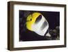 Pacific Double-Saddled Butterflyfish-Hal Beral-Framed Photographic Print