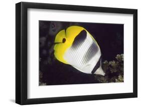 Pacific Double-Saddled Butterflyfish-Hal Beral-Framed Photographic Print