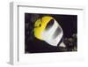 Pacific Double-Saddled Butterflyfish-Hal Beral-Framed Photographic Print