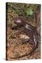 Pacific Giant Salamander-DLILLC-Stretched Canvas