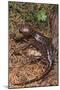 Pacific Giant Salamander-DLILLC-Mounted Photographic Print