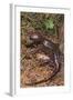 Pacific Giant Salamander-DLILLC-Framed Photographic Print