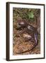 Pacific Giant Salamander-DLILLC-Framed Photographic Print