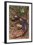 Pacific Giant Salamander-DLILLC-Framed Photographic Print