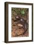 Pacific Giant Salamander-DLILLC-Framed Photographic Print