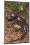 Pacific Giant Salamander-DLILLC-Mounted Photographic Print