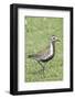 Pacific Golden Plover in Breeding Plumage-Hal Beral-Framed Photographic Print