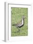 Pacific Golden Plover in Breeding Plumage-Hal Beral-Framed Photographic Print