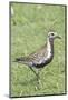 Pacific Golden Plover in Breeding Plumage-Hal Beral-Mounted Photographic Print