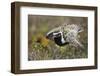 Pacific Golden-Plover (Pluvialis Fulva) Male Performing Distraction Display-Gerrit Vyn-Framed Photographic Print