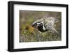 Pacific Golden-Plover (Pluvialis Fulva) Male Performing Distraction Display-Gerrit Vyn-Framed Photographic Print