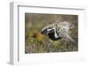 Pacific Golden-Plover (Pluvialis Fulva) Male Performing Distraction Display-Gerrit Vyn-Framed Photographic Print