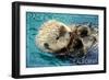 Pacific Grove, California - Sea Otter-Lantern Press-Framed Art Print