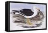 Pacific Gull (Larus Pacificus)-John Gould-Framed Stretched Canvas