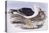 Pacific Gull (Larus Pacificus)-John Gould-Stretched Canvas