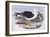 Pacific Gull (Larus Pacificus)-John Gould-Framed Giclee Print