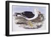 Pacific Gull (Larus Pacificus)-John Gould-Framed Giclee Print